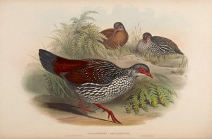 Galloperdix zeylonensis = Galloperdix bicalcarata